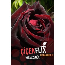 Çiçekflix Kirmizi Gül Fidani 1 Adet Açık Kök 25-35 cm