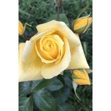 Çiçekflix Sari Sarmaşik Gül 3 Adet Açik Kök 30 40 cm