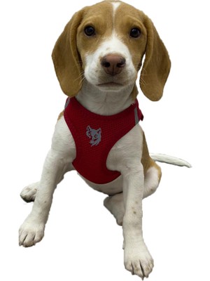 Att Stil Tekstil Köpek Göğüs Tasması