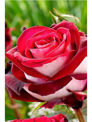 Çiçekflix Bordo Beyaz Gül 3 Adet Açık Kök