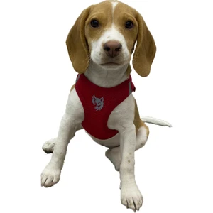 Att Stil Tekstil Köpek Göğüs Tasması