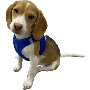 Att Stil Tekstil Köpek Göğüs Tasması