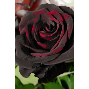 Kırmızı Siyah Gül Fidani 1 Adet Açık Kök