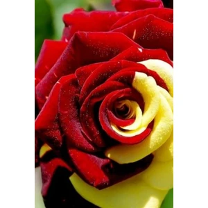 Sarı Kırmızı Gül Fidani Fide 1 Adet 30-40 cm Açık Kök