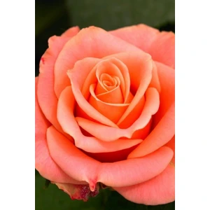 Nar Çiçeği Gül Fidani 1 Adet Özel Renk Açık Kök