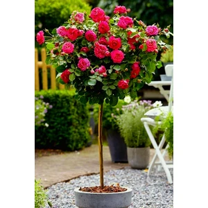 Pembe Baston Gül Fidani 30-40 cm Açık Kök 3 Adet