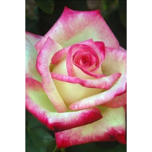 Ebruli Gül Fidani 1 Adet Açık Kök 25-35 cm