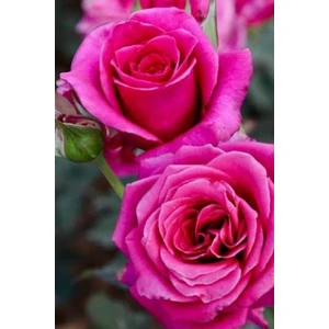 Pembe Gül Fidani 1 Adet Açık Kök 25-35 cm