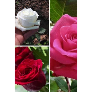 3 Adet 3 Farkli Renk Gül Açık Kök 30-35 cm