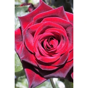 Kadife Kırmızı Gül 3 Adet Açık Kök