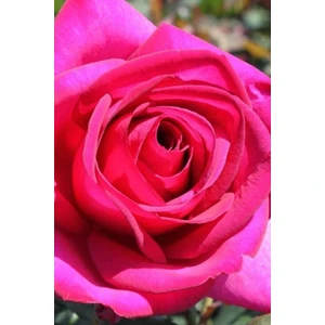 Pembe Yediveren Gül 3 Adet Açık Kök