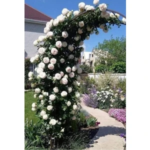 Beyaz Sarmaşık Gül 3 Adet Açık Kök 30 40 cm