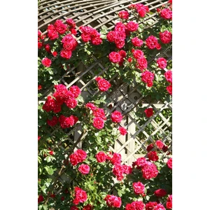 Sarmaşık Gül Pembe 3 Adet Açık Kök