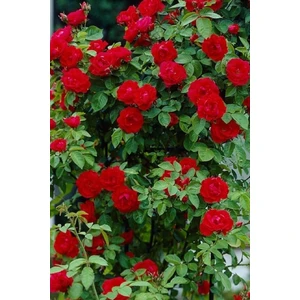 Kırmızı Sarmaşık Gül Açık Kök 3 Adet 30 40 cm