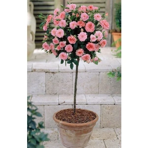 Pembe Baston Gül Fidanı Açık Kök 2 Yaş 35 cm 3 Adet