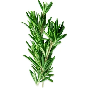 Biberiye-Rozmarin  (25 Gr) Paket