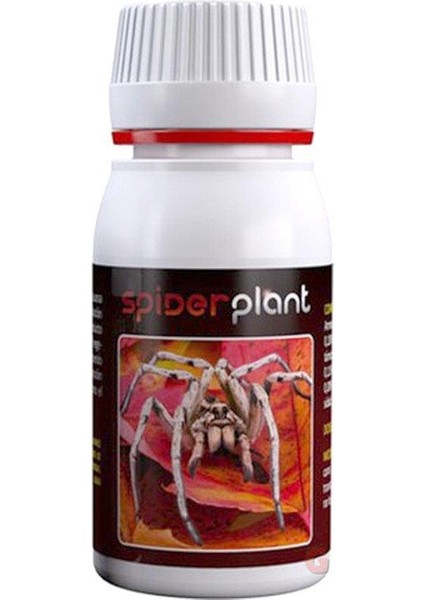 Spider Plant 60 ml