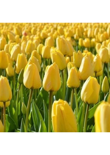 Golden Parade soğan Lale 5 Adet Soğan