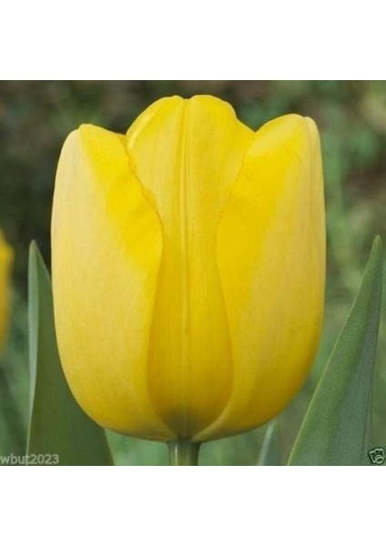 Golden Parade soğan Lale 5 Adet Soğan fiyatları