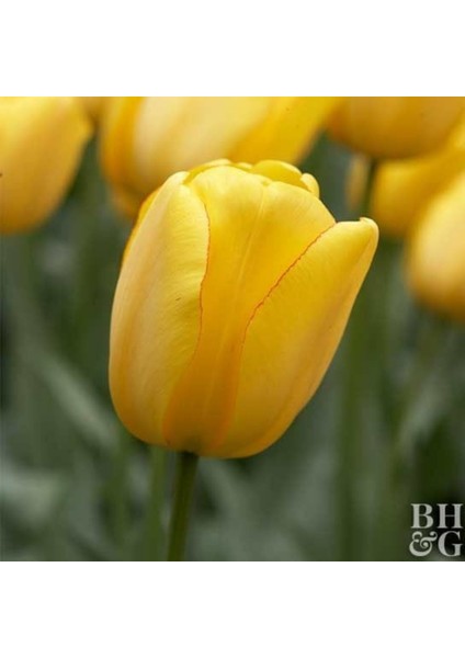 Golden Parade soğan Lale 5 Adet Soğan modelleri