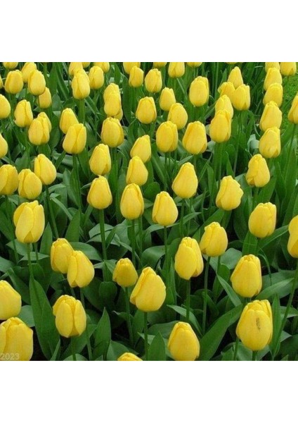 Golden Parade soğan Lale 5 Adet Soğan fırsatları