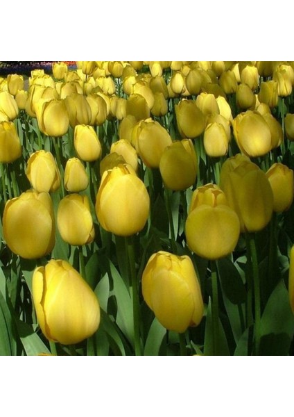 Golden Parade soğan Lale 5 Adet Soğan indirimleri