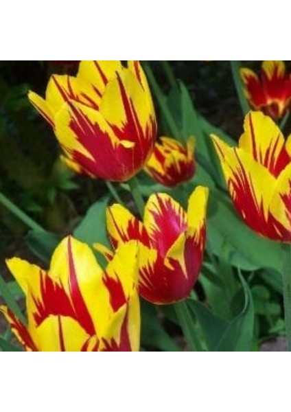 Mickey Mouse Soğan Lale 5 Adet Ithal Lale Soğanı