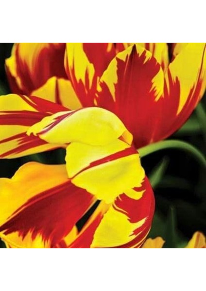 Mickey Mouse Soğan Lale 5 Adet Ithal Lale Soğanı fiyatları