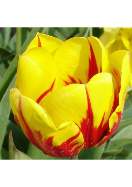 Mickey Mouse Soğan Lale 5 Adet Ithal Lale Soğanı modelleri