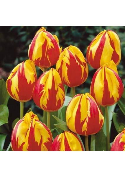 Mickey Mouse Soğan Lale 5 Adet Ithal Lale Soğanı fırsatları