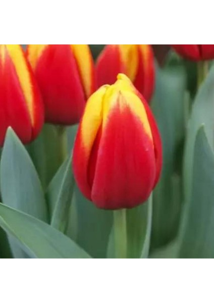 Ithal Jan Signette Lale Soğanı 5 Adet Soğan