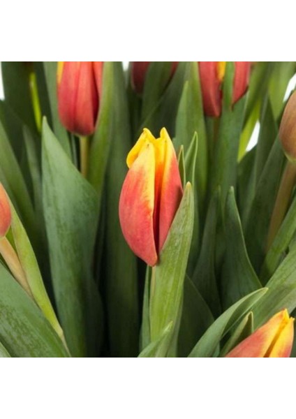 Ithal Jan Signette Lale Soğanı 5 Adet Soğan fiyatları