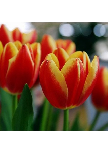 Ithal Jan Signette Lale Soğanı 5 Adet Soğan modelleri