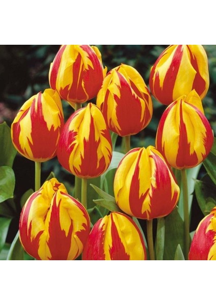 Ithal Jan Signette Lale Soğanı 5 Adet Soğan indirimleri