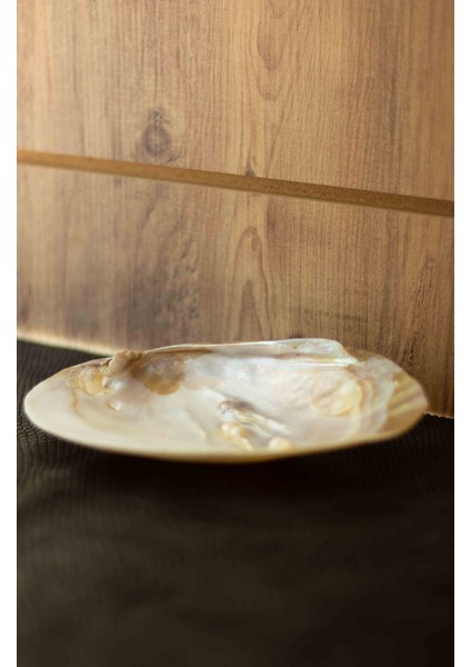 Deniz Kabuğu Doğal