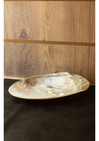 Deniz Kabuğu Doğal fiyatları