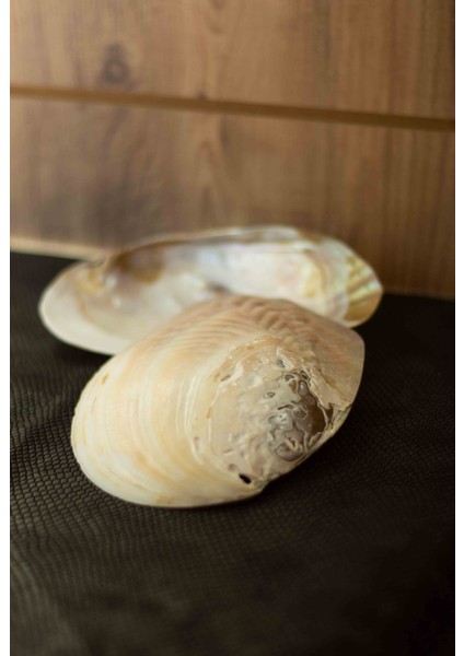 Deniz Kabuğu Doğal modelleri