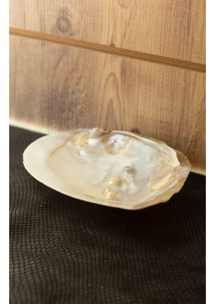 Deniz Kabuğu Doğal fırsatları