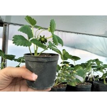 Asenya Çilek Fidesi 5 Adet Yediveren Çilek Fidesi Saksıda Çilek Tüplü Çilek Fidesi Kokulu Çilek Fidanı