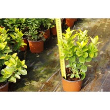 TNC Garden Groups Gold Taflan (Euonymus Japonica Aurea) – Sarı Çit Bitkisi 50 Adet