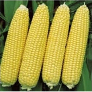 YENİLEBİLİR HAŞLAMALIK TATLI MISIR TOHUMU 25 GR