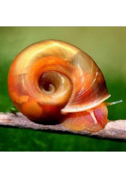 Ramshorn Salyangoz 10 Adet