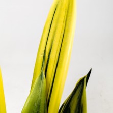 Fidan Burada Sansevieria Trif. Gold Flame Sarı Paşa Kılıcı