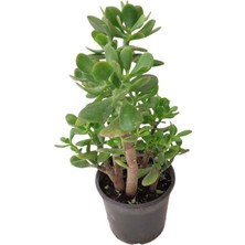 Fidanova Crassula Ovata 20-30 Cm