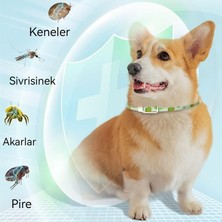 Hwei Köpekler ve Kediler İçin In Vitro Soluma Tasması (Yurt Dışından)