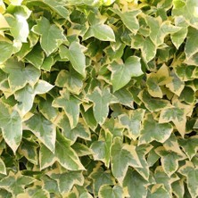 Tnc Garden Groups Alacalı Hedera Orman Sarmaşığı 100 150 Cm 10 Adet