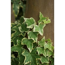 Tnc Garden Groups Alacalı Hedera Orman Sarmaşığı 100 150 Cm 10 Adet