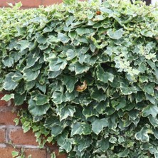 Tnc Garden Groups Alacalı Hedera Orman Sarmaşığı 100 150 Cm 10 Adet