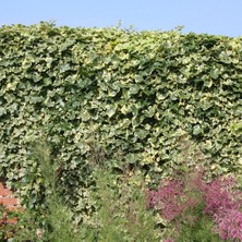 Tnc Garden Groups Alacalı Hedera Orman Sarmaşığı 100 150 Cm 10 Adet