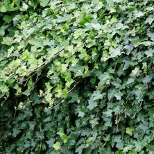 Tnc Garden Groups Hedera Helix Orman Sarmaşığı 50 100 Cm 5 Adet